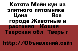 Котята Мейн-кун из элитного питомника › Цена ­ 20 000 - Все города Животные и растения » Кошки   . Тверская обл.,Тверь г.